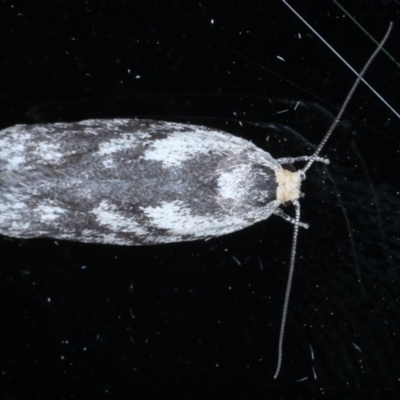 Phylomictis maligna (A Stenomatinae moth) at Ainslie, ACT - 23 Oct 2020 by jbromilow50