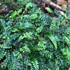 Arthropteris beckleri (Hairy Climbing Fishbone Fern) at Budderoo, NSW - 24 Oct 2020 by WattaWanderer