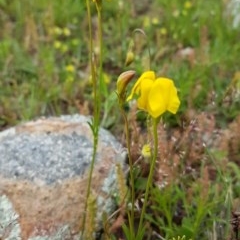 Goodenia pinnatifida (Scrambled Eggs) at Theodore, ACT - 19 Oct 2020 by VeraKurz