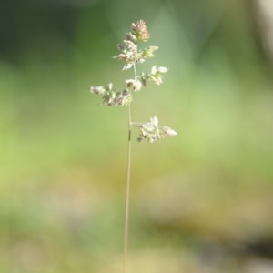 Poa pratensis at Wamboin, NSW - 17 Oct 2020