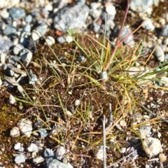 Poa pratensis at Wamboin, NSW - 17 Oct 2020