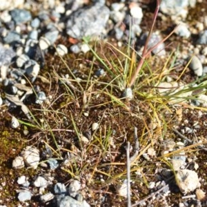 Poa pratensis at Wamboin, NSW - 17 Oct 2020