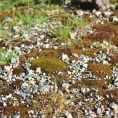 Poa pratensis at Wamboin, NSW - 17 Oct 2020