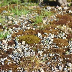 Poa pratensis at Wamboin, NSW - 17 Oct 2020