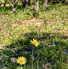 Microseris walteri (Yam Daisy, Murnong) at Forde, ACT - 21 Oct 2020 by Rebeccaryanactgov