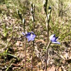 Thelymitra nuda (Scented Sun Orchid) at Cook, ACT - 15 Oct 2020 by Rebeccaryanactgov