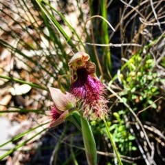 Calochilus platychilus (Purple Beard Orchid) at Cook, ACT - 15 Oct 2020 by Rebeccaryanactgov