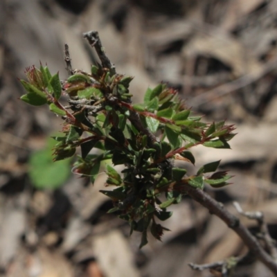 Acacia gunnii (Ploughshare Wattle) at MTR591 at Gundaroo - 13 Oct 2020 by MaartjeSevenster