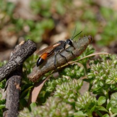 Podalonia tydei (Caterpillar-hunter wasp) at Fyshwick, ACT - 23 Oct 2020 by DPRees125