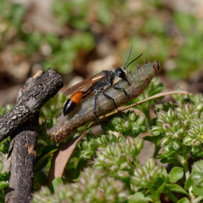 Podalonia tydei (Caterpillar-hunter wasp) at Fyshwick, ACT - 23 Oct 2020 by DPRees125