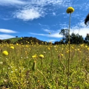 Craspedia variabilis at Forde, ACT - 21 Oct 2020