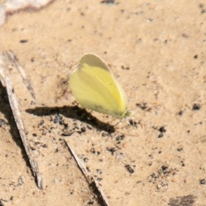 Eurema smilax at Mount Clear, ACT - 21 Oct 2020 02:08 PM