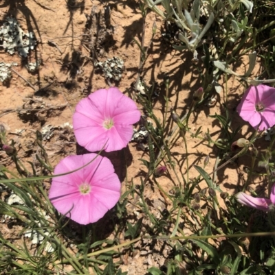 Convolvulus angustissimus subsp. angustissimus (Australian Bindweed) at Lyneham, ACT - 22 Oct 2020 by Rebeccaryanactgov