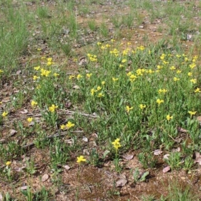 Goodenia pinnatifida (Scrambled Eggs) at Kaleen, ACT - 23 Oct 2020 by maura