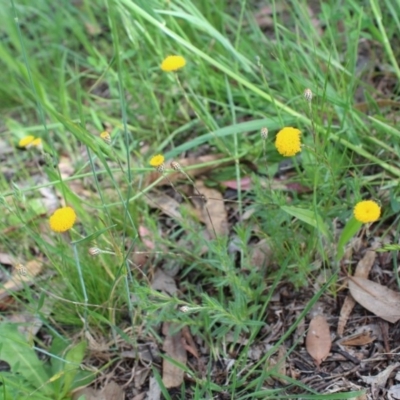 Leptorhynchos squamatus (Scaly Buttons) at Kaleen, ACT - 23 Oct 2020 by maura