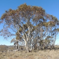 Eucalyptus pauciflora (A Snow Gum) at Nimmitabel, NSW - 22 Jul 2020 by MichaelBedingfield
