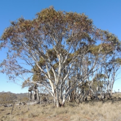 Eucalyptus pauciflora (A Snow Gum) at Nimmitabel, NSW - 22 Jul 2020 by MichaelBedingfield