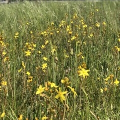 Bulbine bulbosa (Golden Lily, Bulbine Lily) at Lyneham, ACT - 21 Oct 2020 by Rebeccaryanactgov