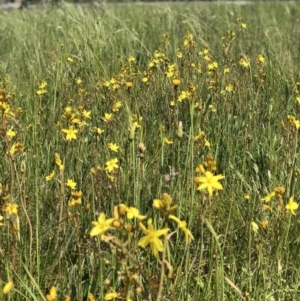 Bulbine bulbosa at Lyneham, ACT - 21 Oct 2020 11:24 AM