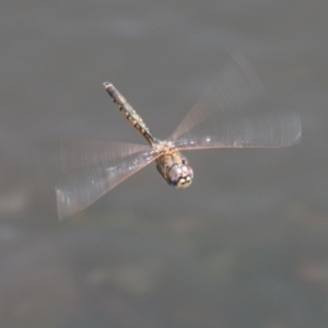 Hemicordulia tau at Mount Clear, ACT - 21 Oct 2020