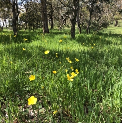 Ranunculus lappaceus (Australian Buttercup) at Forde, ACT - 20 Oct 2020 by Rebeccaryanactgov