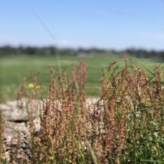 Rumex acetosella (Sheep Sorrel) at Lyneham, ACT - 25 Oct 2020 by Rebeccaryanactgov