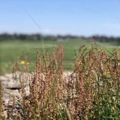 Rumex acetosella (Sheep Sorrel) at Lyneham, ACT - 25 Oct 2020 by Rebeccaryanactgov