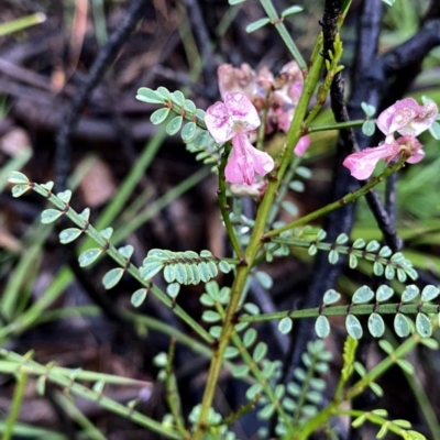 Indigofera adesmiifolia (Tick Indigo) at Googong, NSW - 23 Oct 2020 by Wandiyali