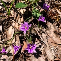 Thysanotus patersonii (Twining Fringe Lily) at Cook, ACT - 14 Oct 2020 by Rebeccaryanactgov