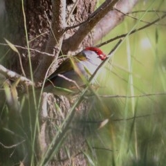 Neochmia temporalis (Red-browed Finch) at West Wodonga, VIC - 24 Oct 2020 by Kyliegw
