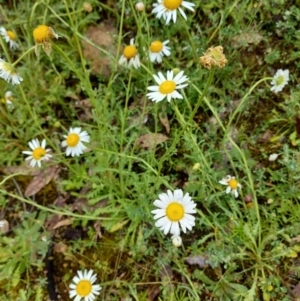 Brachyscome diversifolia var. diversifolia at suppressed - suppressed