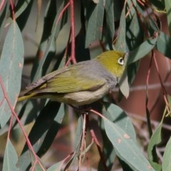 Zosterops lateralis (Silvereye) at West Wodonga, VIC - 25 Oct 2020 by KylieWaldon