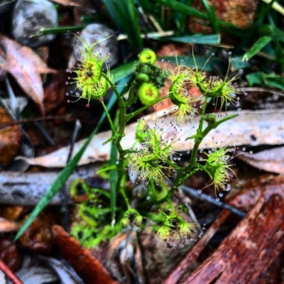 Drosera sp. (A Sundew) at O'Connor, ACT - 25 Sep 2020 by Rebeccaryanactgov