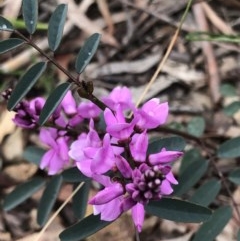 Indigofera australis subsp. australis (Australian Indigo) at O'Connor, ACT - 24 Sep 2020 by Rebeccaryanactgov