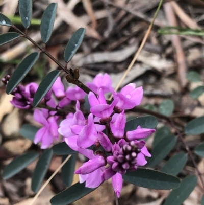 Indigofera australis subsp. australis (Australian Indigo) at O'Connor, ACT - 25 Sep 2020 by Rebeccaryanactgov