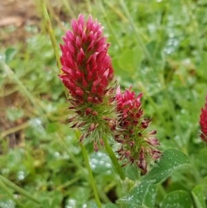 Trifolium incarnatum at Lawson, ACT - 25 Oct 2020