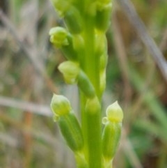 Microtis sp. (Onion Orchid) at Lawson, ACT - 25 Oct 2020 by trevorpreston