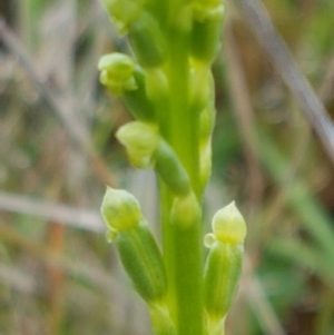 Microtis sp. at Lawson, ACT - 25 Oct 2020