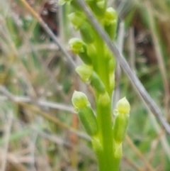 Microtis sp. at Lawson, ACT - 25 Oct 2020