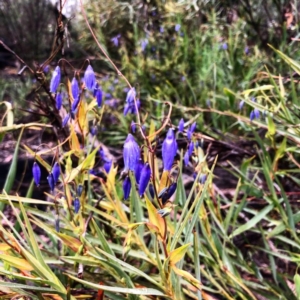 Stypandra glauca at O'Connor, ACT - 16 Sep 2020