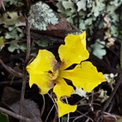 Goodenia hederacea subsp. hederacea (Ivy Goodenia, Forest Goodenia) at Reservoir Hill, Lawson - 24 Oct 2020 by trevorpreston