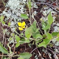 Goodenia hederacea subsp. hederacea at Lawson, ACT - 25 Oct 2020 10:51 AM