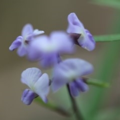 Glycine clandestina (Twining Glycine) at Mystery Bay, NSW - 24 Oct 2020 by LocalFlowers