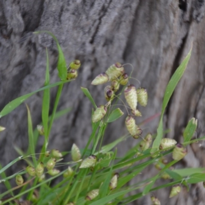 Briza maxima (Quaking Grass, Blowfly Grass) at Wamboin, NSW - 26 Sep 2020 by natureguy