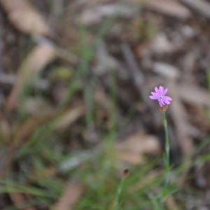 Petrorhagia nanteuilii at Wamboin, NSW - 26 Sep 2020