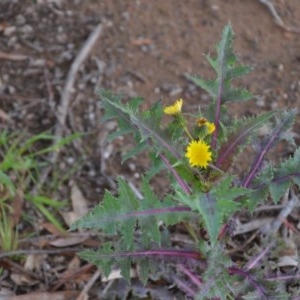 Sonchus asper at Wamboin, NSW - 26 Sep 2020 05:51 PM