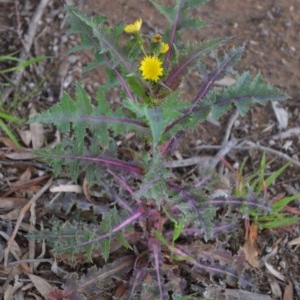 Sonchus asper at Wamboin, NSW - 26 Sep 2020 05:51 PM