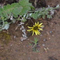 Arctotheca calendula (Capeweed, Cape Dandelion) at Wamboin, NSW - 26 Sep 2020 by natureguy