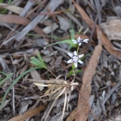 Wurmbea dioica subsp. dioica (Early Nancy) at Wamboin, NSW - 26 Sep 2020 by natureguy