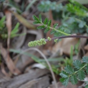 Acaena echinata at Wamboin, NSW - 26 Sep 2020